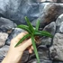 Kép 19/19 - Sansevieria patens variegata