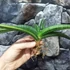 Kép 2/19 - Sansevieria patens variegata