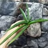 Kép 3/19 - Sansevieria patens variegata