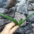Kép 4/19 - Sansevieria patens variegata