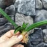Kép 5/19 - Sansevieria patens variegata