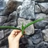 Kép 6/19 - Sansevieria patens variegata