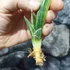 Kép 7/19 - Sansevieria patens variegata