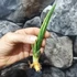 Kép 8/19 - Sansevieria patens variegata