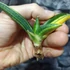 Kép 9/19 - Sansevieria patens variegata