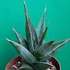 Kép 1/13 - Sansevieria pinguicula
