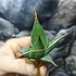 Kép 11/13 - Sansevieria pinguicula