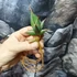 Kép 13/13 - Sansevieria pinguicula