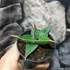 Kép 3/13 - Sansevieria pinguicula