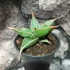 Kép 2/13 - Sansevieria pinguicula
