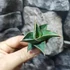 Kép 4/13 - Sansevieria pinguicula