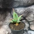 Kép 5/13 - Sansevieria pinguicula