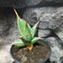 Kép 6/13 - Sansevieria pinguicula