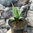 Kép 7/13 - Sansevieria pinguicula