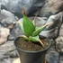 Kép 8/13 - Sansevieria pinguicula