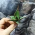 Kép 9/13 - Sansevieria pinguicula