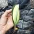 Kép 4/6 - Sansevieria masoniana 'White Variegata'