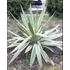 Kép 9/12 - Yucca Gloriosa Variegata / Tarkalevelű Pompás jukka