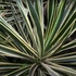 Kép 1/12 - Yucca Gloriosa Variegata / Tarkalevelű Pompás jukka