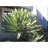 Kép 3/12 - Yucca Gloriosa Variegata / Tarkalevelű Pompás jukka