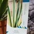 Kép 12/12 - Yucca Gloriosa Variegata / Tarkalevelű Pompás jukka