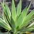 Kép 2/12 - Yucca Gloriosa Variegata / Tarkalevelű Pompás jukka