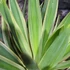 Kép 4/12 - Yucca Gloriosa Variegata / Tarkalevelű Pompás jukka