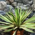 Kép 7/12 - Yucca Gloriosa Variegata / Tarkalevelű Pompás jukka