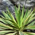 Kép 5/12 - Yucca Gloriosa Variegata / Tarkalevelű Pompás jukka