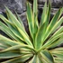 Kép 6/12 - Yucca Gloriosa Variegata / Tarkalevelű Pompás jukka