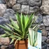 Kép 8/12 - Yucca Gloriosa Variegata / Tarkalevelű Pompás jukka