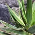 Kép 10/12 - Yucca Gloriosa Variegata / Tarkalevelű Pompás jukka