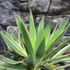 Kép 11/12 - Yucca Gloriosa Variegata / Tarkalevelű Pompás jukka