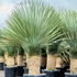 Kép 1/7 - Yucca rostrata - sascsőr jukka