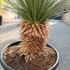 Kép 7/7 - Yucca rostrata - sascsőr jukka