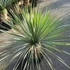 Kép 3/7 - Yucca rostrata - sascsőr jukka