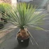 Kép 4/7 - Yucca rostrata - sascsőr jukka
