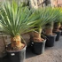 Kép 5/7 - Yucca rostrata - sascsőr jukka