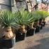 Kép 6/7 - Yucca rostrata - sascsőr jukka
