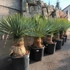 Kép 2/7 - Yucca rostrata - sascsőr jukka