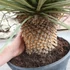 Kép 7/7 - Yucca rostrata - sascsőr jukka