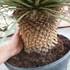 Kép 5/7 - Yucca rostrata - sascsőr jukka