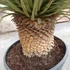 Kép 6/7 - Yucca rostrata - sascsőr jukka
