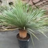 Kép 2/7 - Yucca rostrata - sascsőr jukka