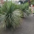 Kép 3/7 - Yucca rostrata - sascsőr jukka