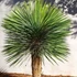 Kép 1/7 - Yucca rostrata - sascsőr jukka