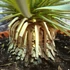 Kép 7/7 - Yucca rostrata - sascsőr jukka
