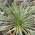 Kép 2/7 - Yucca rostrata - sascsőr jukka