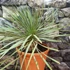Kép 4/7 - Yucca rostrata - sascsőr jukka