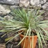 Kép 5/7 - Yucca rostrata - sascsőr jukka